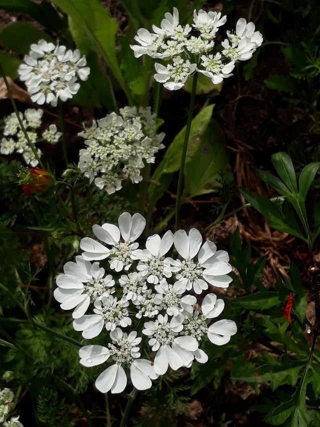 Orlaya grandiflora 'White Lace'